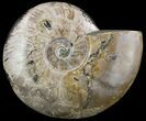 Wide, Polished Ammonite Fossil - Madagascar #51865-1